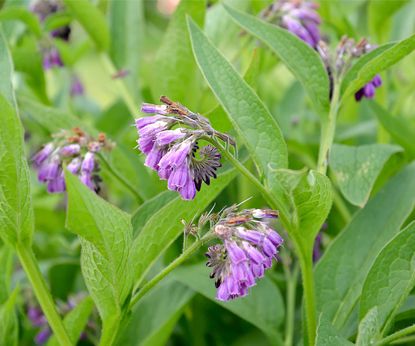 Dary Syberii: żywokost