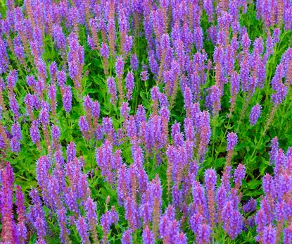 Dary Syberii: szałwia