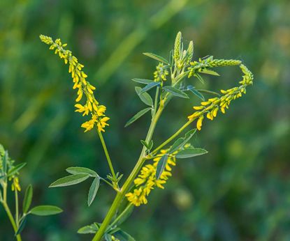 Dary Syberii: nostrzyk